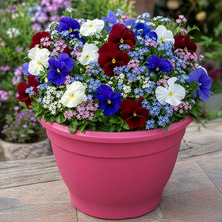 Complete Patio Pansy And Forget-Me-Not Collection