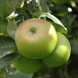 'Bramley' Apple tree