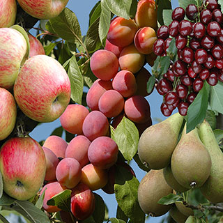 The Ultimate 4 Tree Mini Orchard Collection