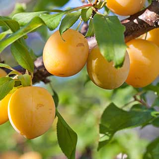 Patio 'Golddust' Plum Tree