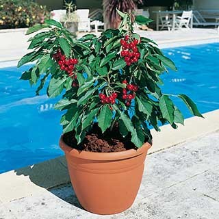 Patio Cherry 'Garden Bing' Tree