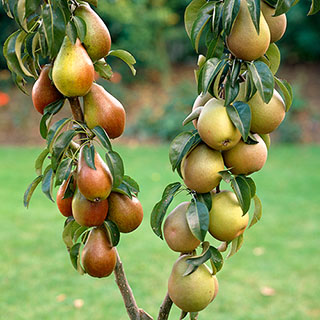 Duo Fruit Tree - Pear 'Conference' & 'Louise Bonne of Jersey'