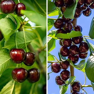 Duo Fruit Tree - Cherry 'Regina' & 'Kordia'