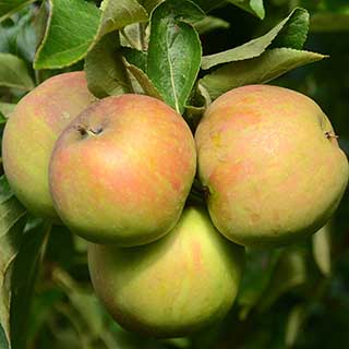 Patio Apple 'Elstar'