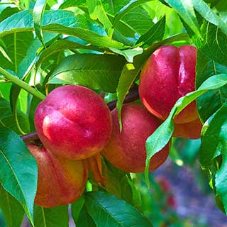 Nectarine Tree Prunus 'Flavourtop'