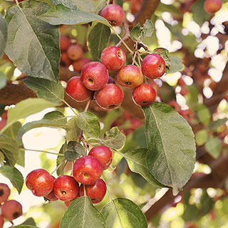 Crab Apple 'Evereste' Tree
