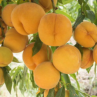 Patio Peach 'Honey Gold' Tree