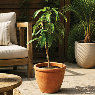 Mini Patio Mango Tree