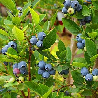 Late Blueberry 'Ozark Blue'