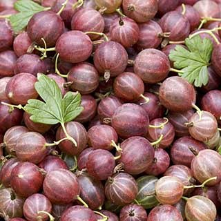 Gooseberry 'Hinnomaki Red'