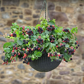 Trailing Blackberry 'Black Cascade' 1 x 9cm Pot