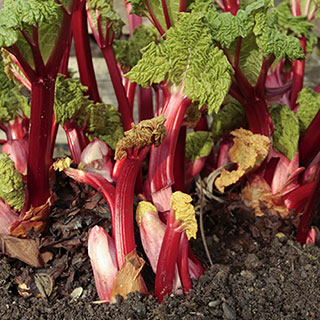 Rhubarb 'Timperley Early'