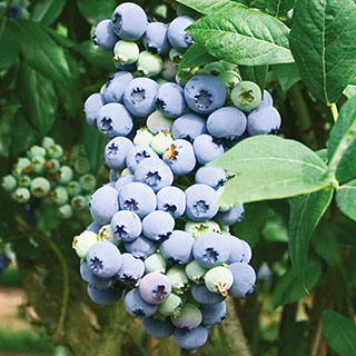 Early Season Blueberry Plant