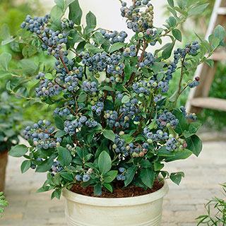 Late Season Blueberry Plant