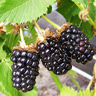 Blackberry 'Karaka Black'