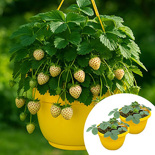 Pre-Planted Strawberry 'Pineberry' Hanging Baskets
