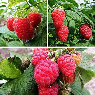 All Season Raspberry Collection