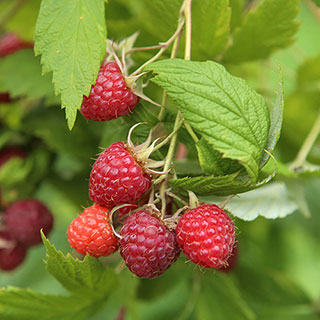 Raspberry 'Twotimer Sugana Red'