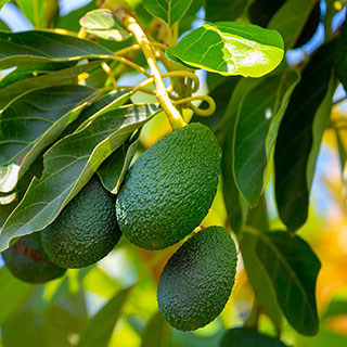 Avocado Tree 'Hass'