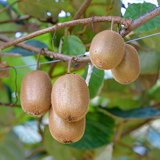 Self-fertile Kiwi 'Jenny'