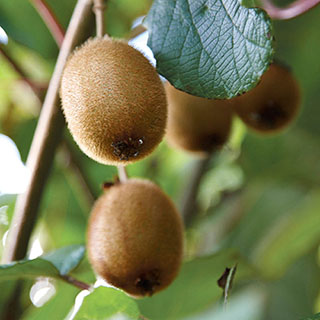 Actinidia deliciosa - Kiwi Fruit 'Jenny'