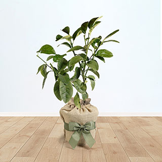 Citrus Grapefruit Tree Gift Wrapped