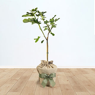 Fig 'Brown Turkey' Standard Tree Gift Wrapped