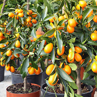 Citrus 'Kumquat' Tree with Fruits