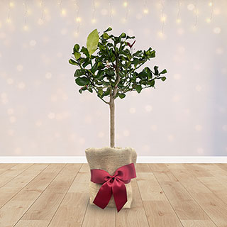 Christmas Gift Wrapped Citrus Lemon Tree