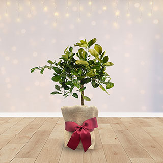 Christmas Gift Wrapped Citrus Orange Tree