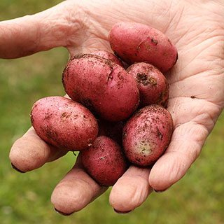 Seed Potato 'Desiree'