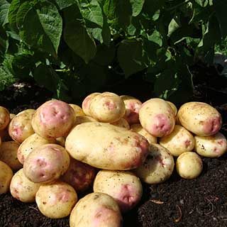 Seed Potato 'King Edward' - maincrop