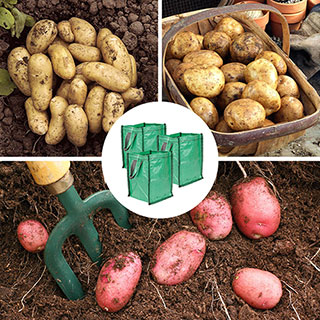 Patio Potato Grow Bag Selection