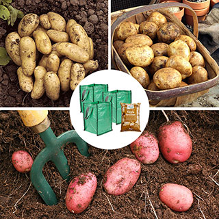 Complete Patio Potato Growing Selection