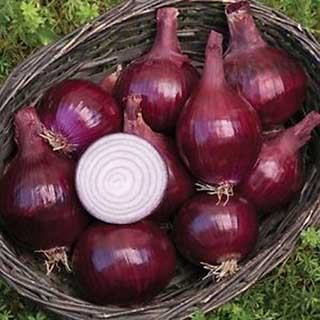 Onion 'Red Baron'