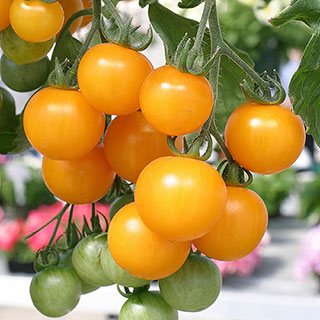 'Tumbling Tom Yellow' Tomato