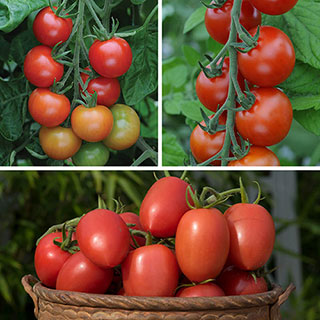 Tomato Harvest Collection