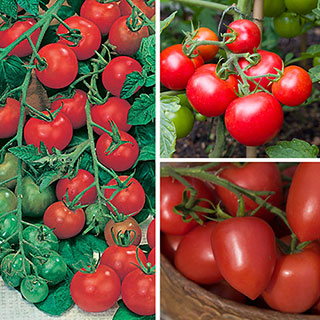 Tomato Harvest Collection