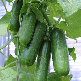 Cucumber 'Picolino'