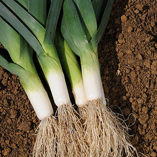 Leek 'Jolant'