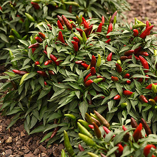 Pepper 'Hot Quickfire'