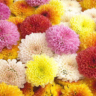 Chrysanthemum 'Garden Bloom' Collection