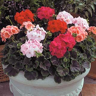 Geranium 'Bullseye' Mix