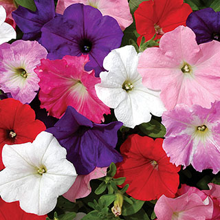 Petunia 'Easy Wave' Ultimate Mix