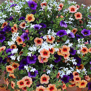 'Fruit Salad' Hanging Basket Plug Plants