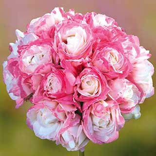 Geranium 'Appleblossom Rosebud'