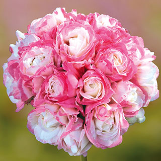 Giant Flowered Geranium 'Appleblossom Rosebud'