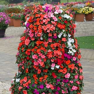 Busy Lizzie 'Beacon'