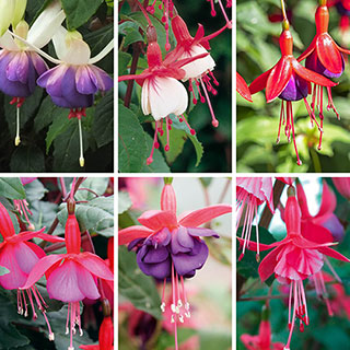 Complete Winter Hardy Fuchsia Plug Collection