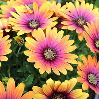 Osteospermum 'Purple Sun'